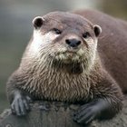 Avatar de [LoutreDeter]